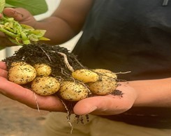 Hydroponic potato seed.jpg
